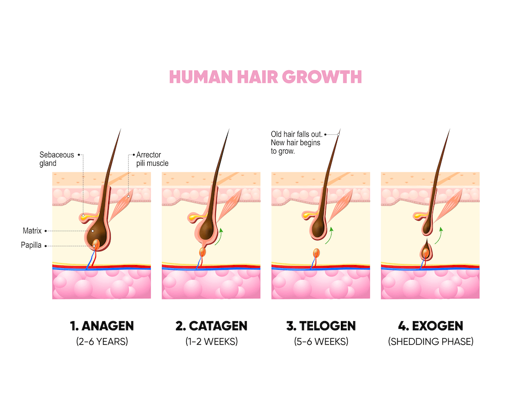 A infographic image that explains the four phases of hair growth. 