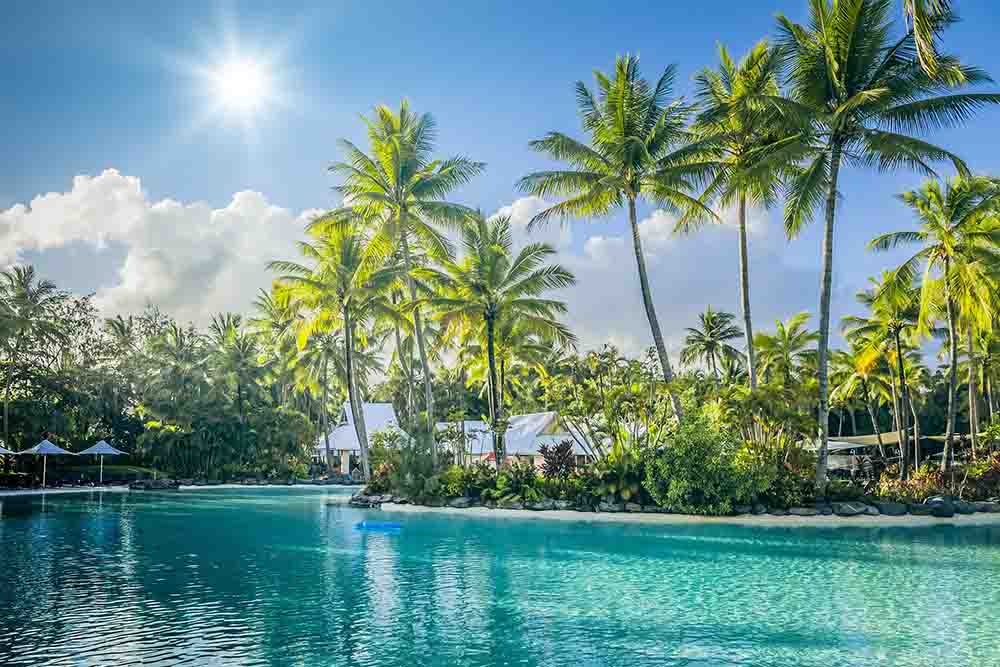 Large vibrant green palm trees surrounding a turquoise pool on a bright sunny day. 