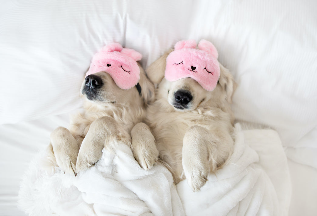 Two white dogs wearing eye masks sleeping in a bed